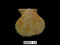 藏品(高貴海扇蛤)的圖片